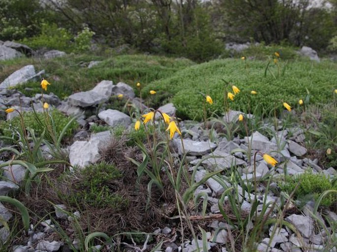 Tulipa sylvestris