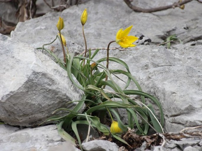 TULIPA SYLVESTRIS L. – tulipán planý / tulipán lesný