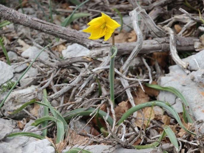 Tulipa sylvestris