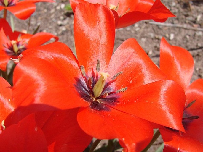 Tulipa linifolia