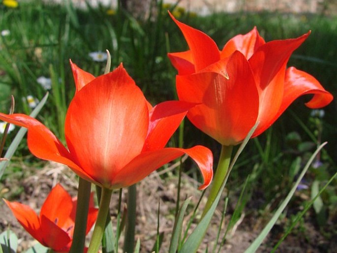 Tulipa linifolia