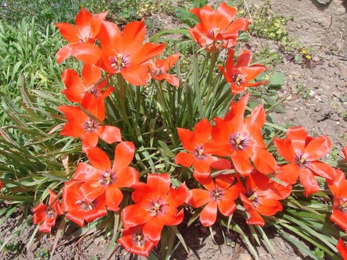 Tulipa linifolia