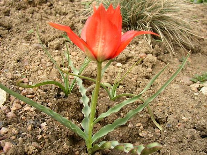 Tulipa linifolia