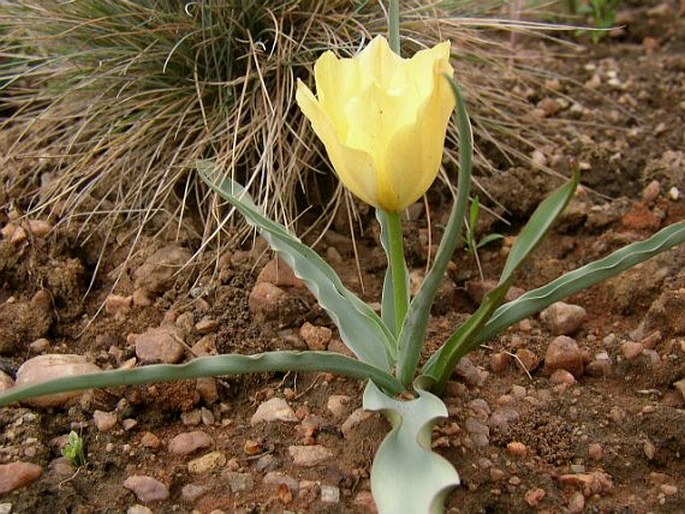 Tulipa linifolia