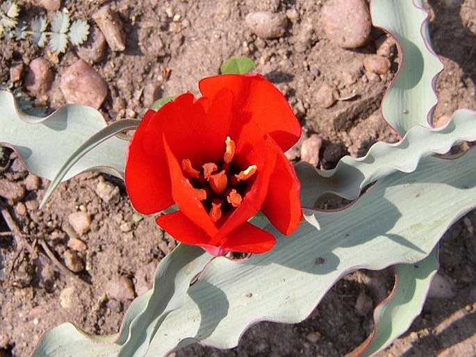 TULIPA MONTANA Lindl.