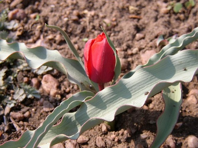 Tulipa montana