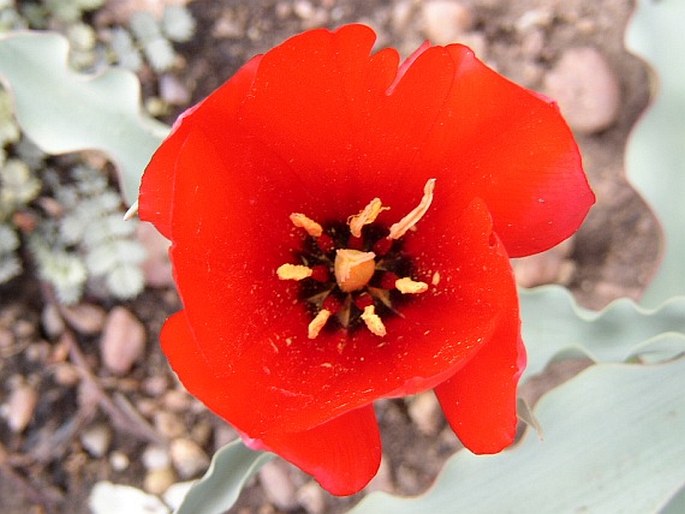 Tulipa montana