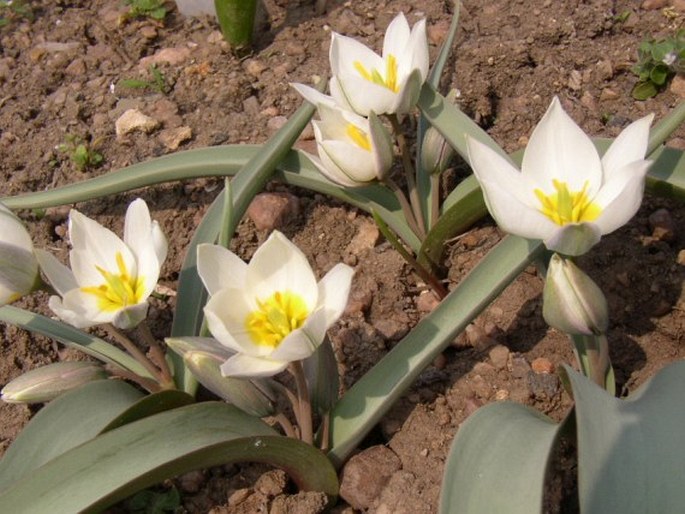 Tulipa polychroma