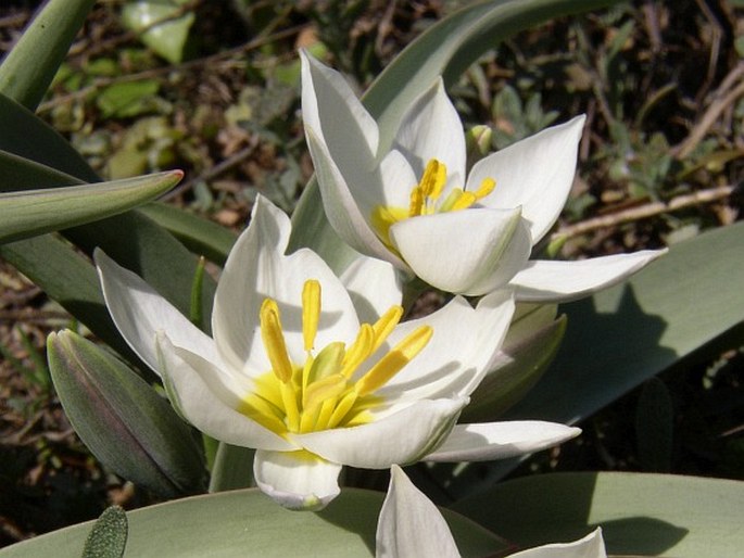 Tulipa polychroma