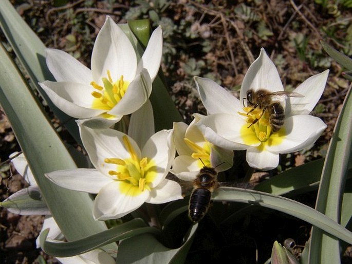 Tulipa polychroma