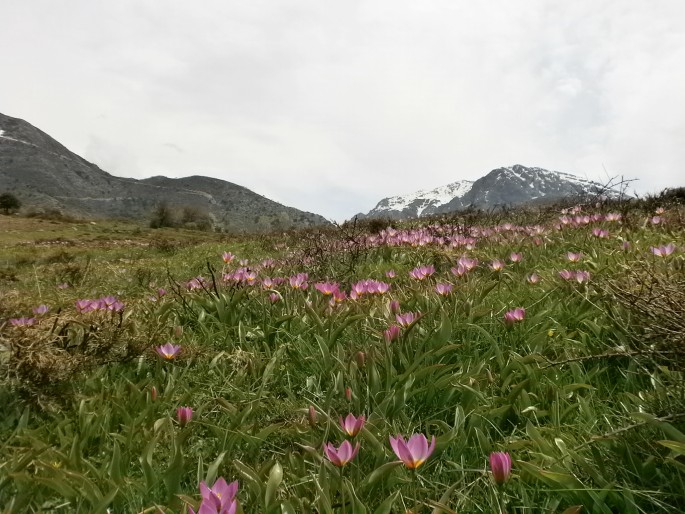 Tulipa saxatilis