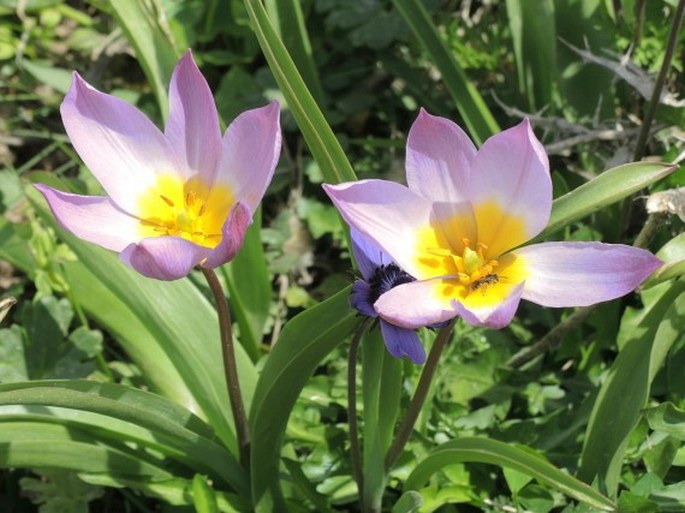 Tulipa saxatilis