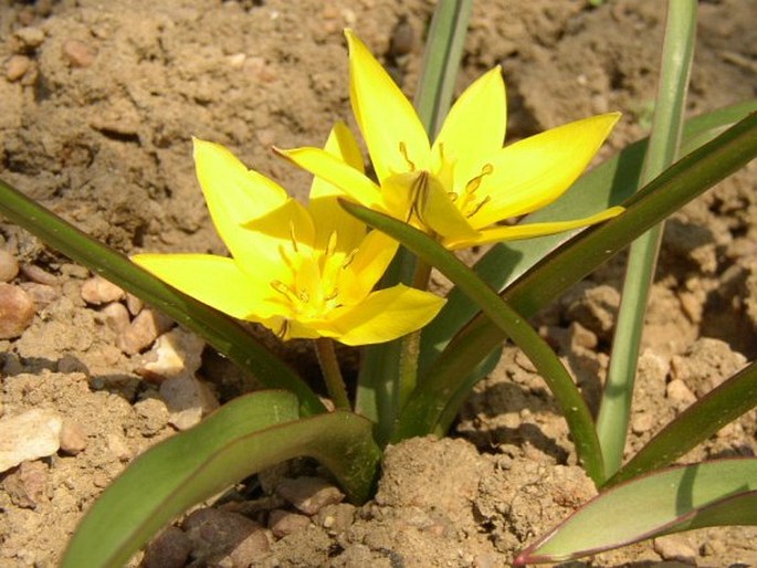 Tulipa urumiensis