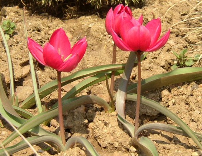 Tulipa humilis Violacea Group