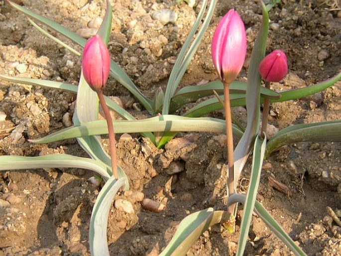 Tulipa humilis Violacea Group