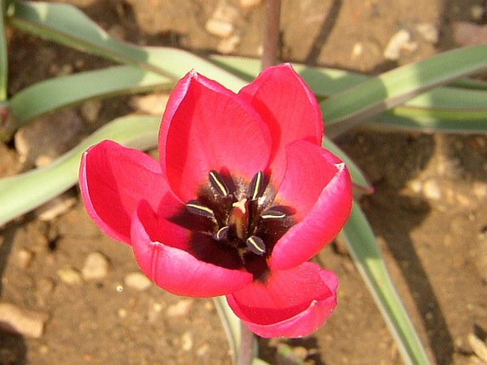 Tulipa humilis Violacea Group