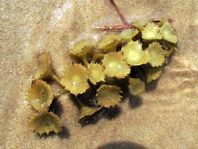 Turbinaria conoides