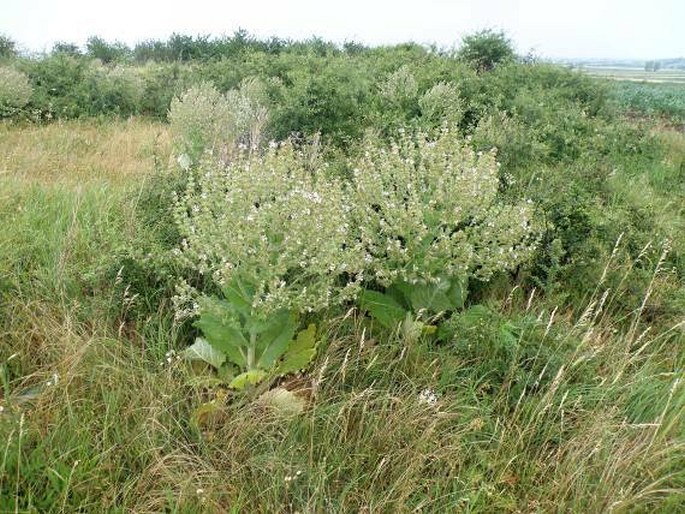 Turgenia latifolia