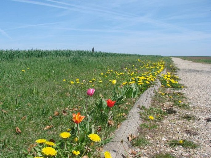 Tulipa greigii