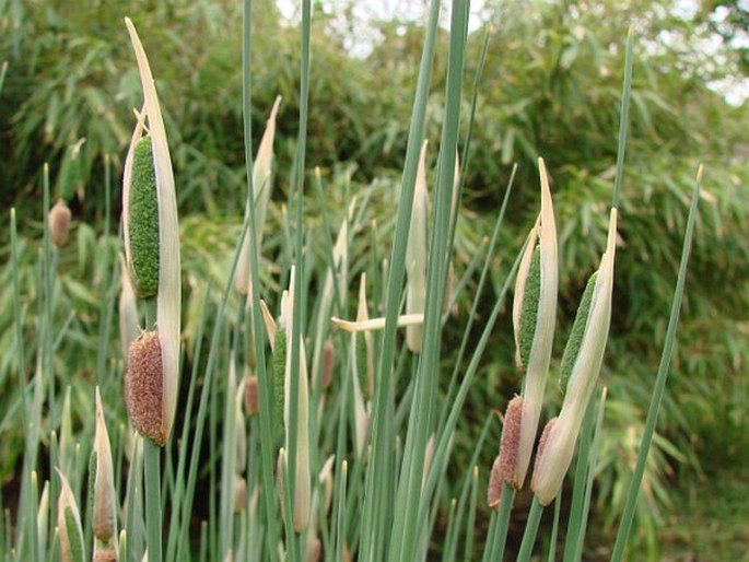 TYPHA MINIMA Funck – orobinec nejmenší