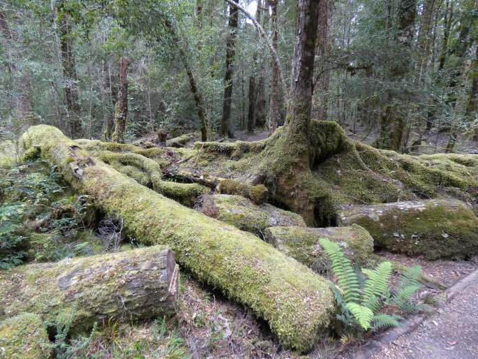 Tyromyces pulcherrimus