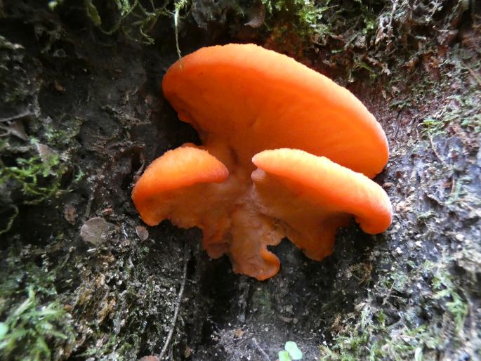 Tyromyces pulcherrimus