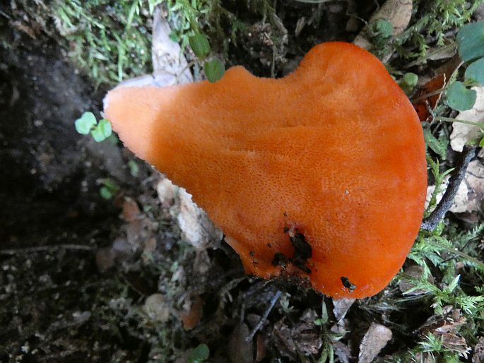 Tyromyces pulcherrimus