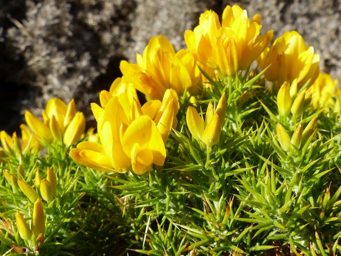 Ulex densus