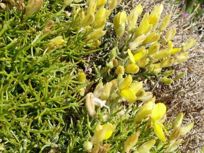 Ulex genistoides subsp. spectabilis