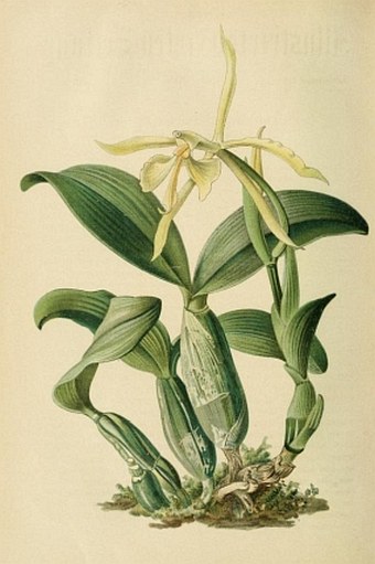Epidendrum umlaufti