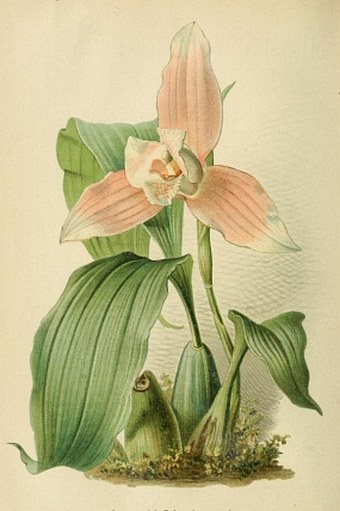 Lycaste schoenbrunnensis