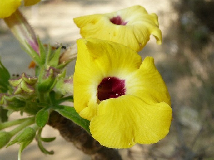 Uncarina decaryi