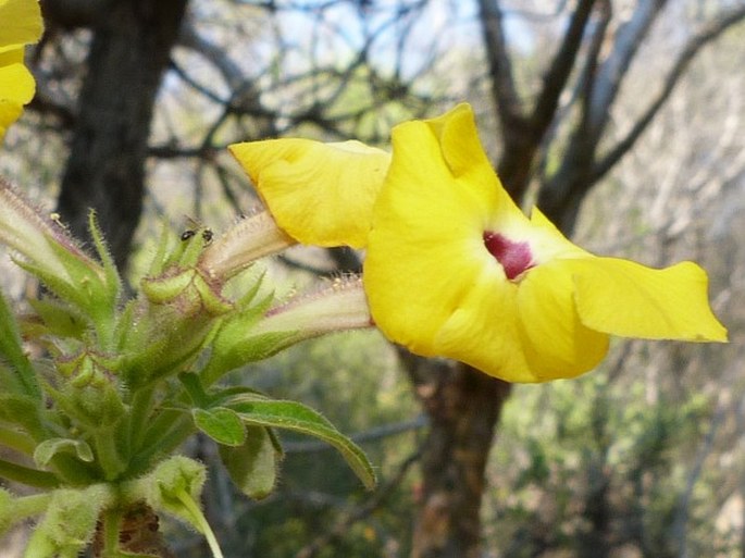 Uncarina decaryi