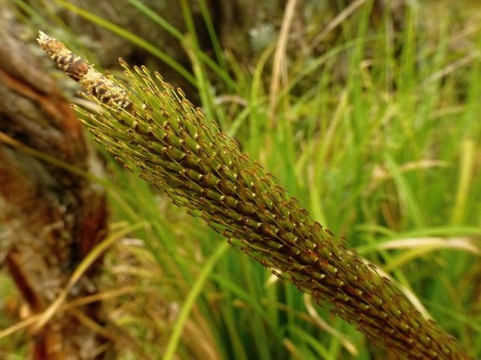 Uncinia hamata