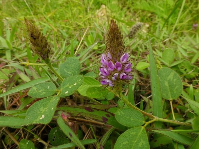 Uraria lagopodoides