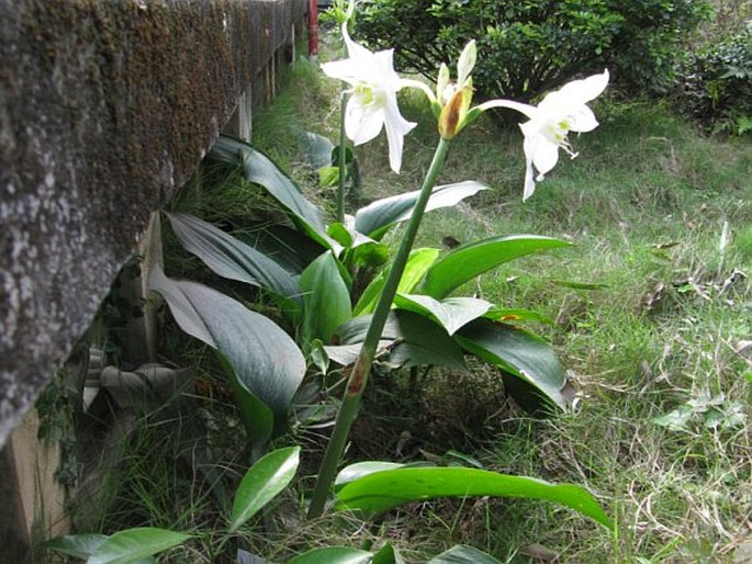 Urceolina amazonica