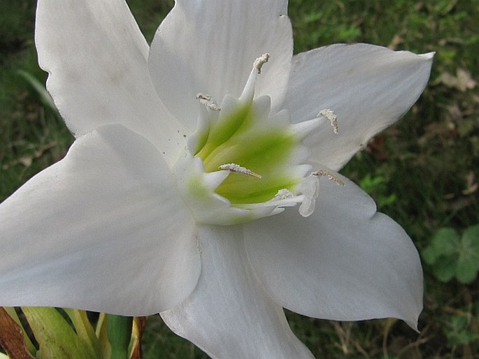 Urceolina amazonica