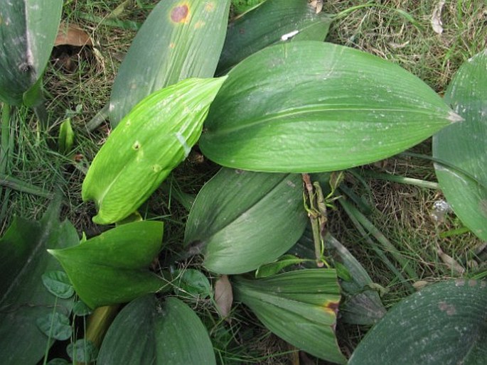 Urceolina amazonica