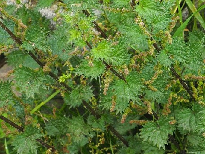 Urtica atrovirens