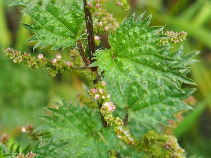 Urtica atrovirens