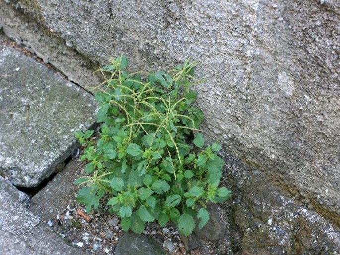 Urtica membranacea