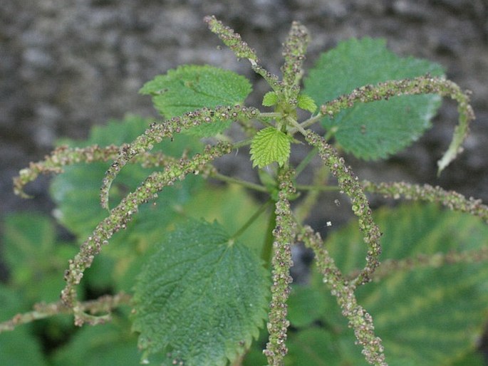 Urtica membranacea