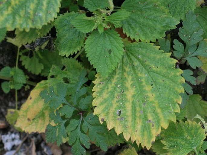 Urtica membranacea