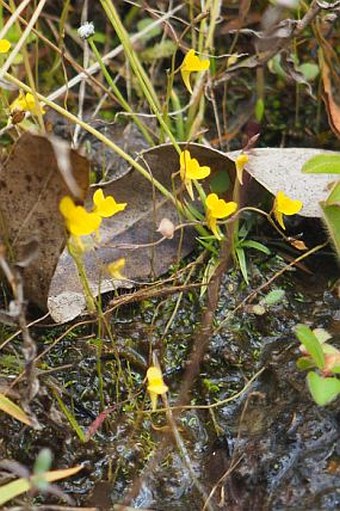 Utricularia bifida