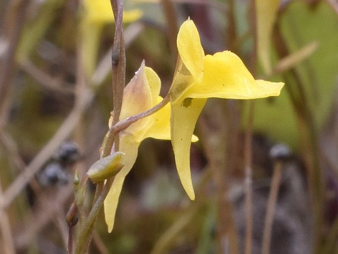 Utricularia bifida