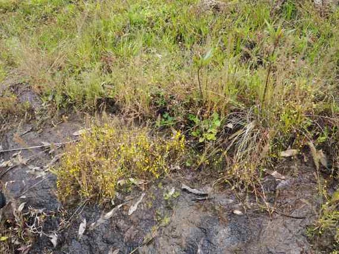 Utricularia bifida