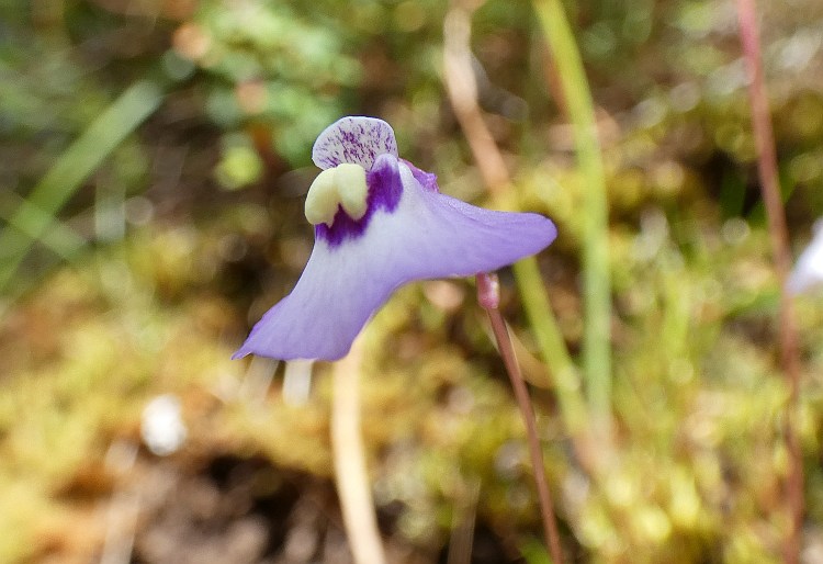 Utricularia grampiana