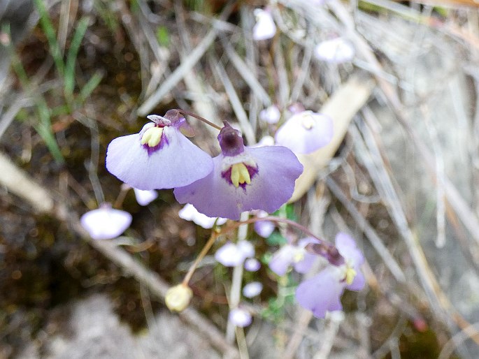 Utricularia grampiana