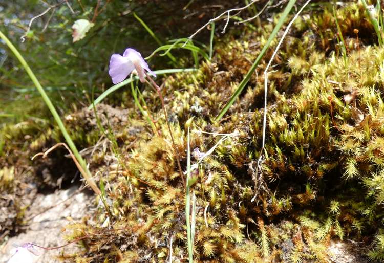 Utricularia grampiana