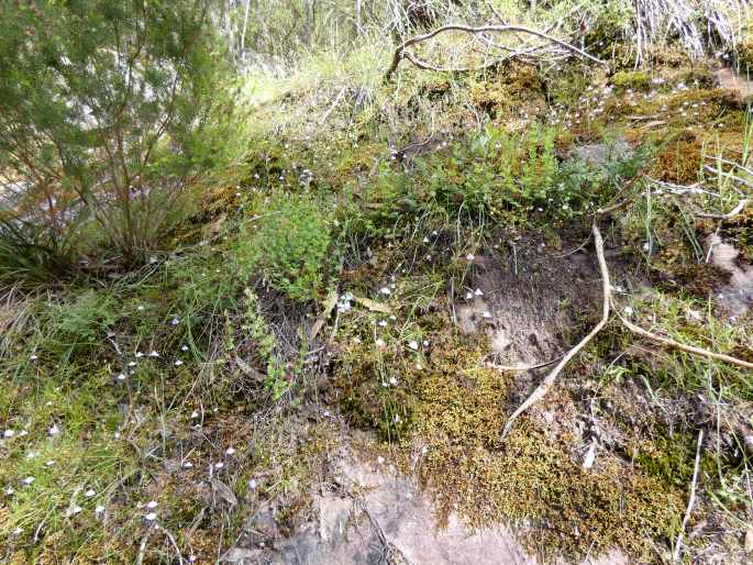 Utricularia grampiana